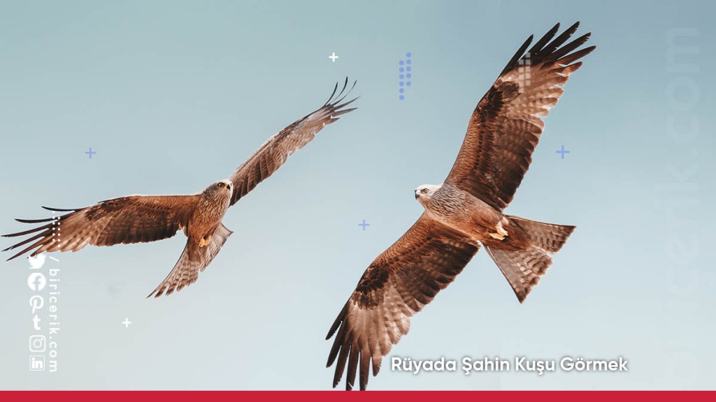 Rüyada Şahin Kuşu Görmek