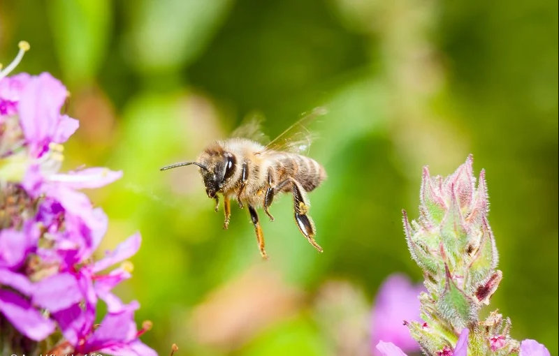 Arilar Hakkinda Ilginc Bilgiler 1