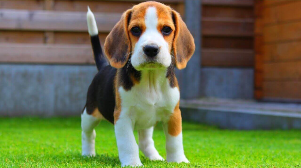 Beagle Beagle