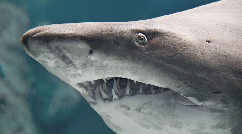 Boğa Köpekbalığı