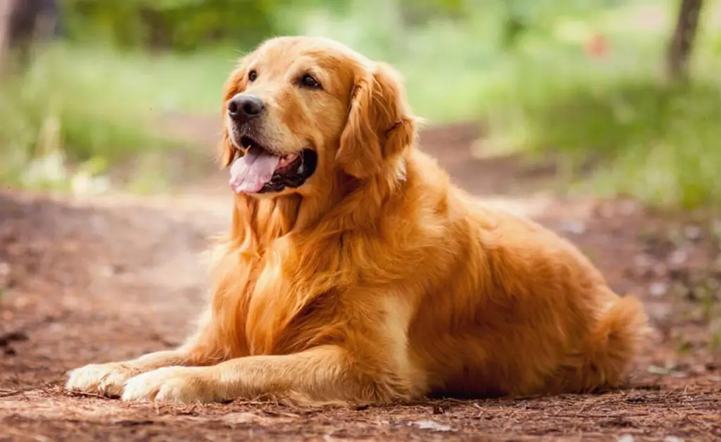 Golden Retriever 1024x627 1 Golden Retriever