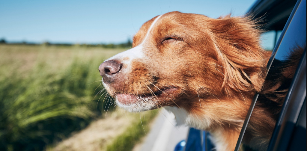 Google Dostu Hayvanlar