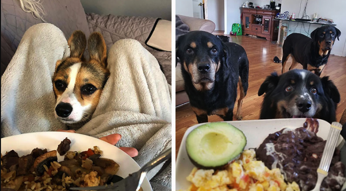 Kedi Ve Kopeklerin Uzak Durmasi Gereken Gidalar 1