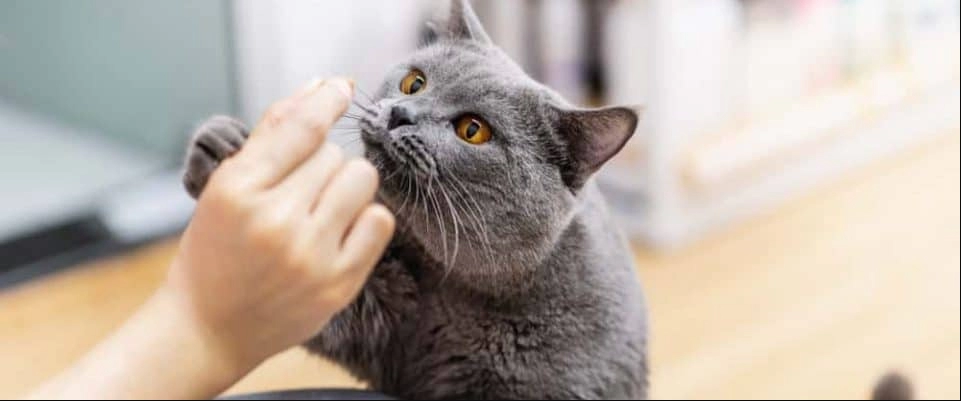 Kedilerin Yiyebileceği Besinler