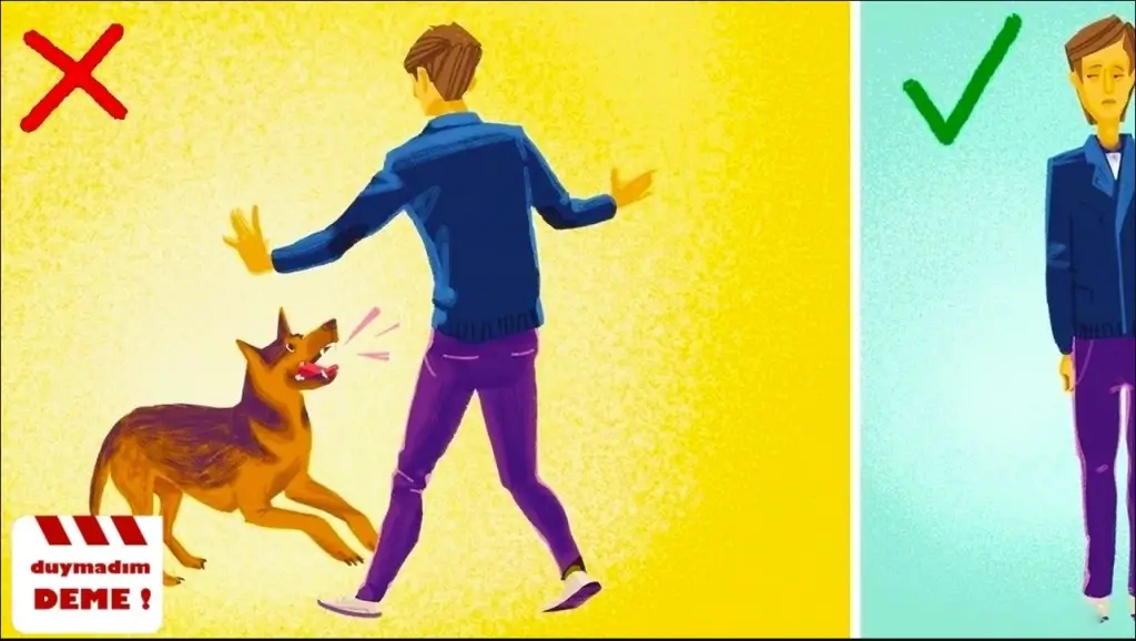 Köpek Saldırısından Nasıl Korunabiliriz