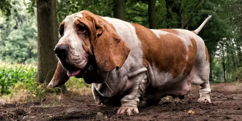 Basset Hound