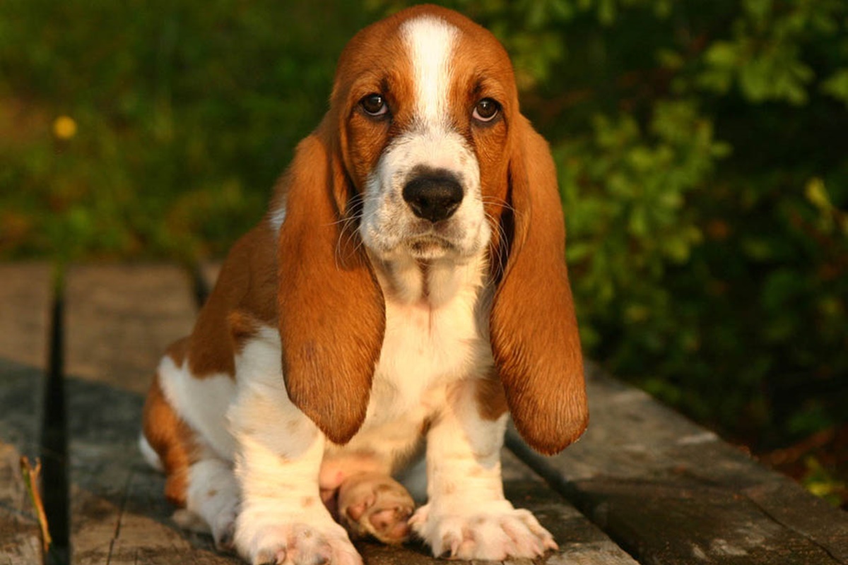 basset hound egitimi Basset Hound Eğitimi