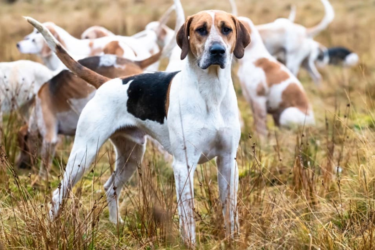 İngiliz Tazısı Eğitimi
