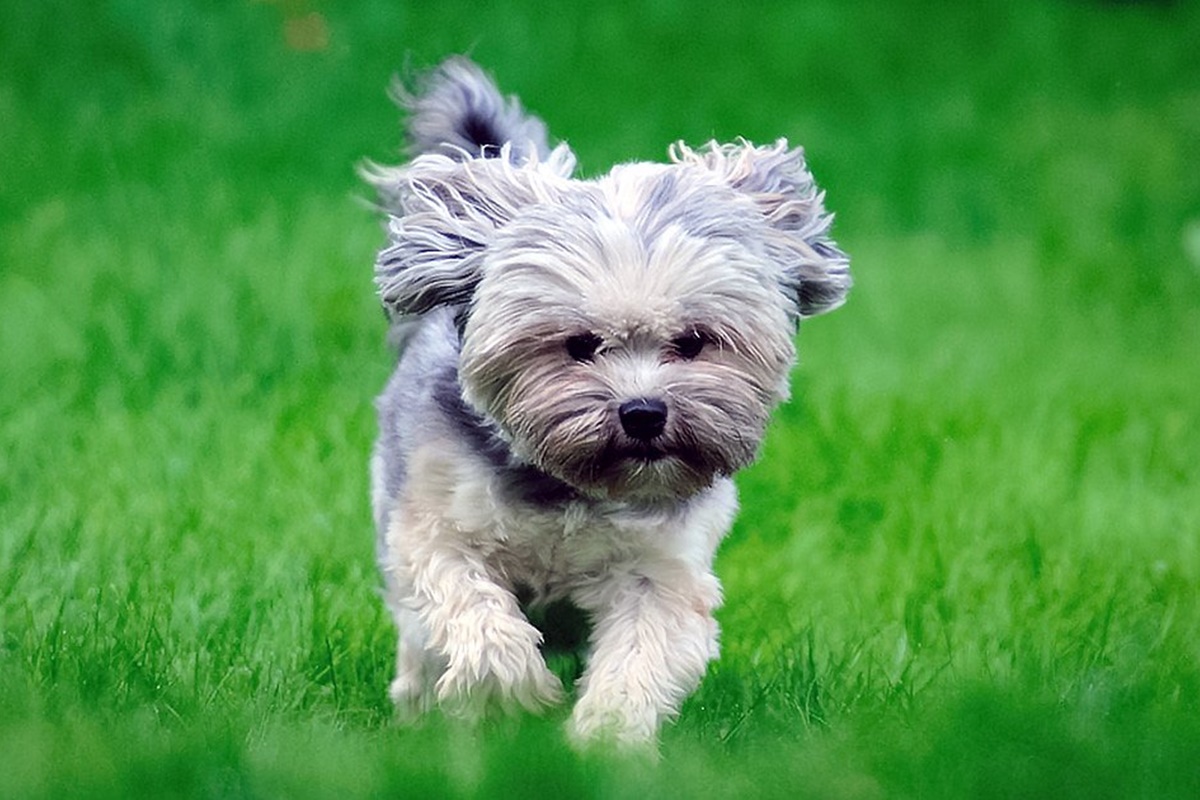lowchen bakimi Löwchen Bakımı