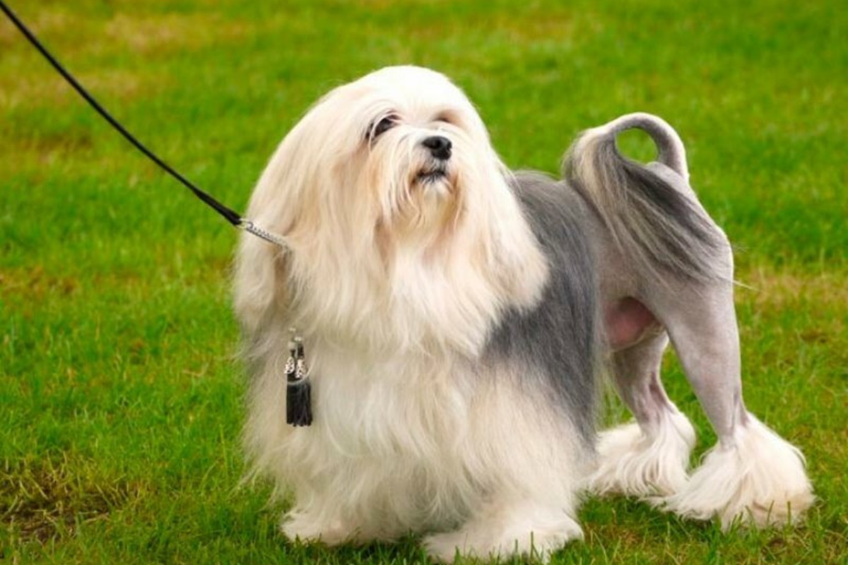 lowchen ozellikleri Löwchen Özellikleri