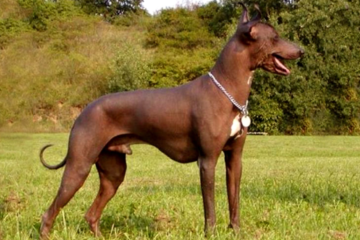 peruvian inca orchid bakimi Peruvian Inca Orchid Bakımı