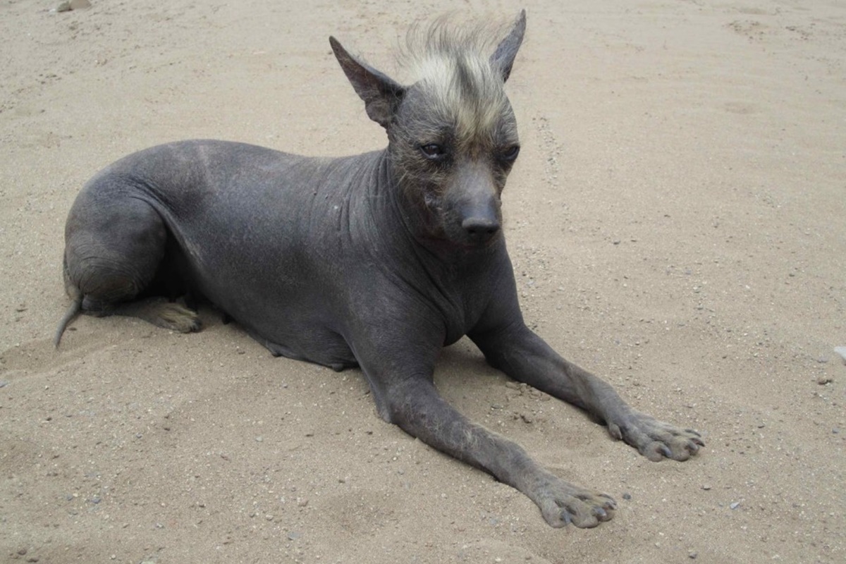 peruvian inca orchid sagligi Peruvian Inca Orchid Sağlığı