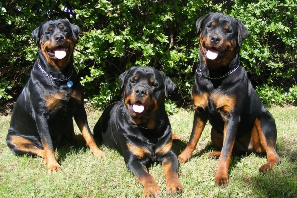 Rottweiler Özellikleri
